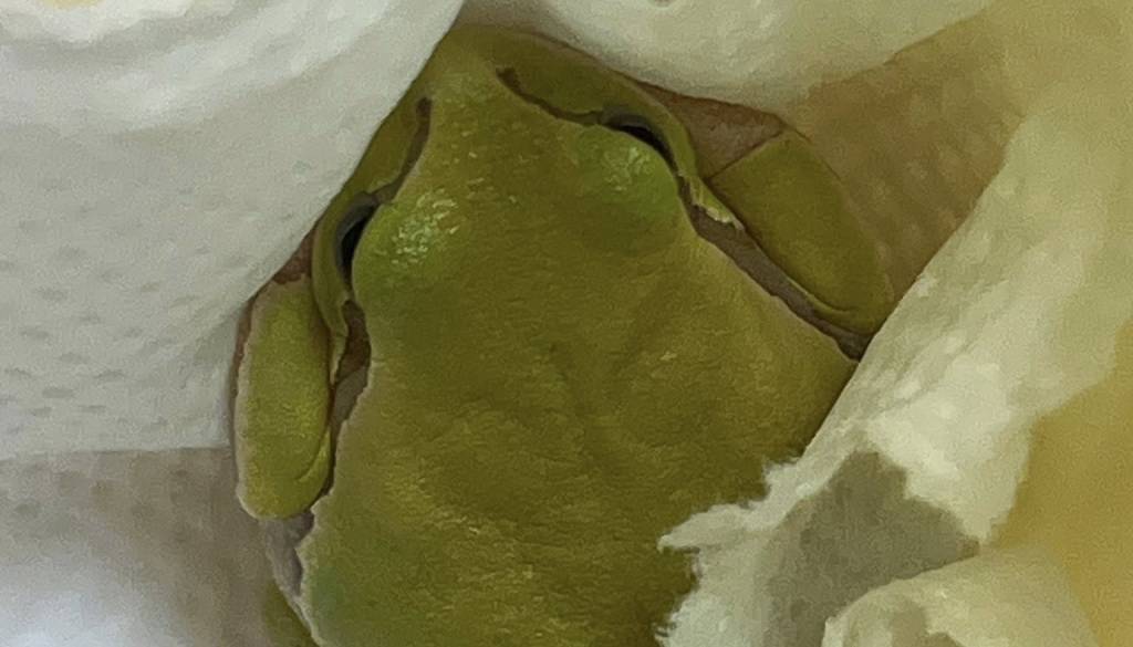 FOTO: V Kranju kupila solato, doma pa šok: V njej je našla žabo