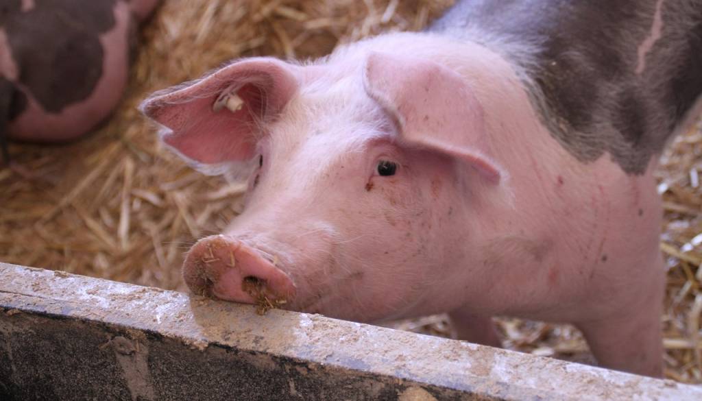 Živi prašič kot nagrada na prireditvi na Kogu razburil društvo za dobrobit živali