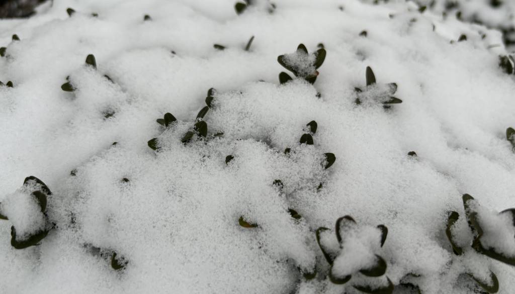 Bodite pripravljeni na sneg in veter: vikend bo hladen in nepredvidljiv