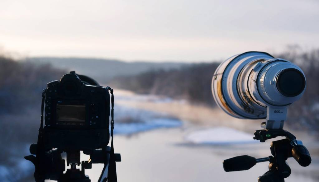 VIDEO: Kamera ujela, kako jelen v zadnjem trenutku pobegne tropu volkov