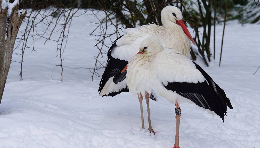 Ste opazili bele štorklje? Sporočite