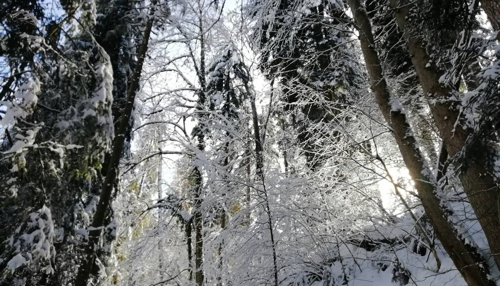 Smrt pri Rušah, 41-letniku ni bilo pomoči