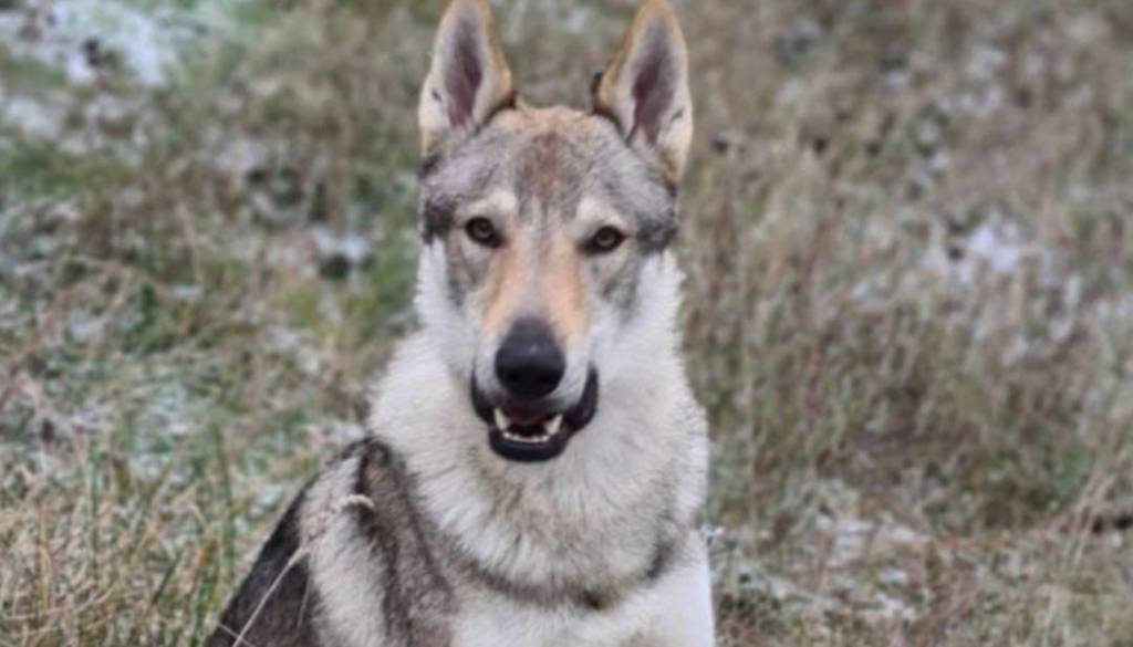 Obupana lastnika iščeta psa Akija: ponujata 10.000 evrov nagrade