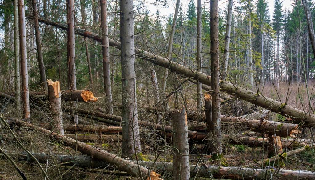 Tragedija med delom v lastnem gozdu: 59-letniku kljub oživljanju ni bilo pomoči