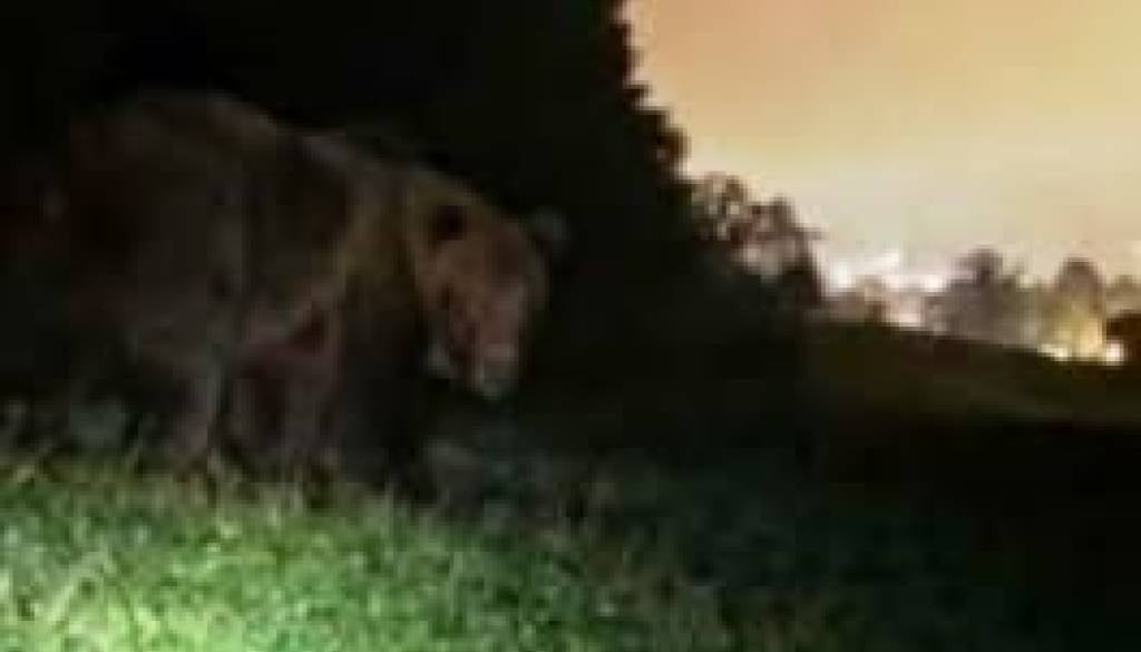 »Stvar je resna«: Medved naj bi se na Štajerskem približal hišam
