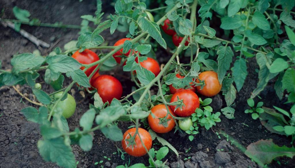 Devet slovenskih gostincev prejelo paradižnik, okužen s salmonelo