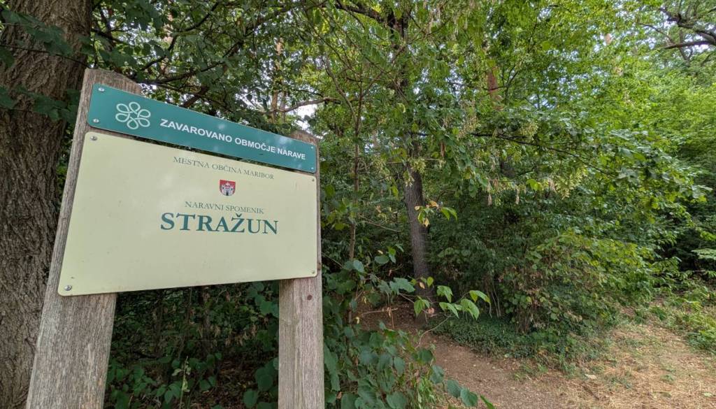 V mariborskem Stražunu se začenja sečnja dreves, obiskovalcem izdali pomembno opozorilo