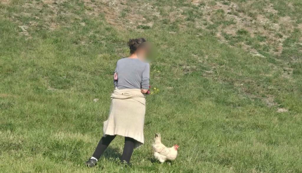 FOTO: Psi so očitno iz mode: Na mariborski Piramidi na sprehodu kar s kokoško