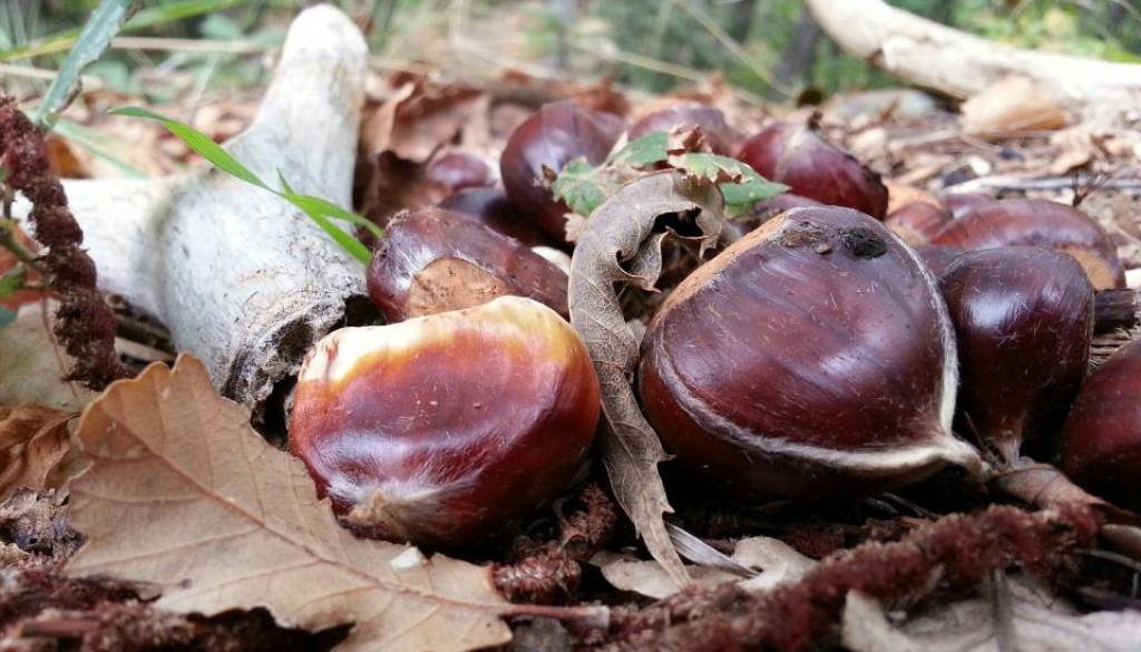 Greste po kostanj? Poglejte, kje ga boste iskali zaman