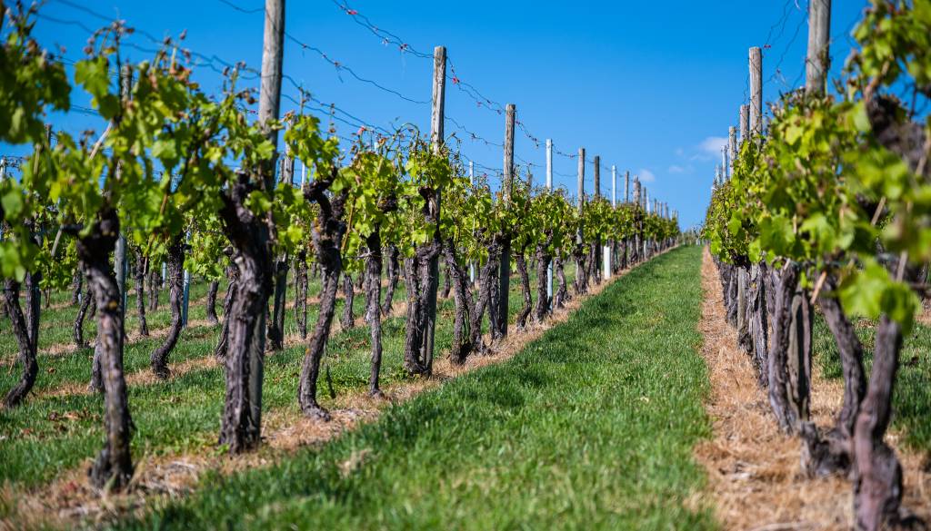 Konec izplačil? Vinogradniki letos brez podpore za ukrepe proti zlati trsni rumenici
