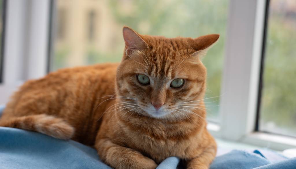 Zunaj ali v stanovanju? To veterinarji svetujejo za daljše in bolj zdravo življenje mačke