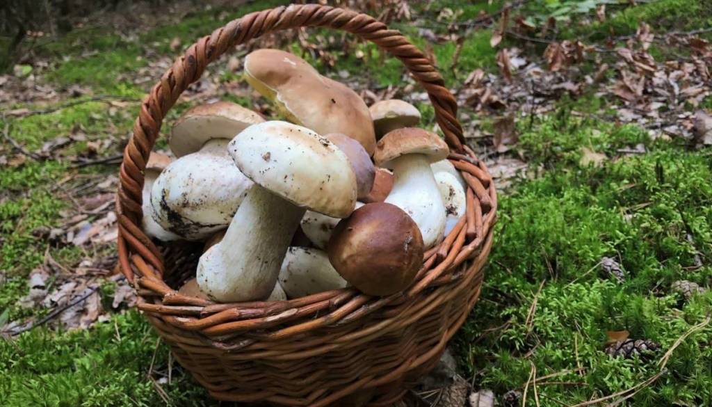 Gobarska sezona pod drobnogledom: Inšpektorji nadzirajo, koliko in kako nabirate