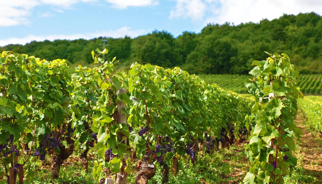 Vinogradniki letos ostali brez izplačil: kaj se dogaja z ukrepi proti zlati trsni rumenici?