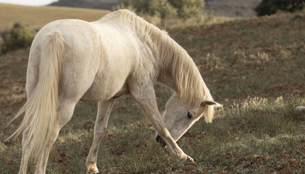Iz kobilarne izpustil konje