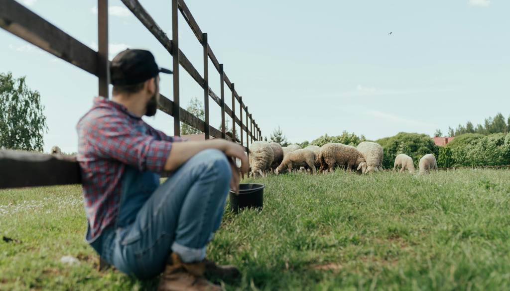 Na Gorenjskem sanjska služba za ljubitelje narave in miru. Opis nalog: delali bi z ovcami