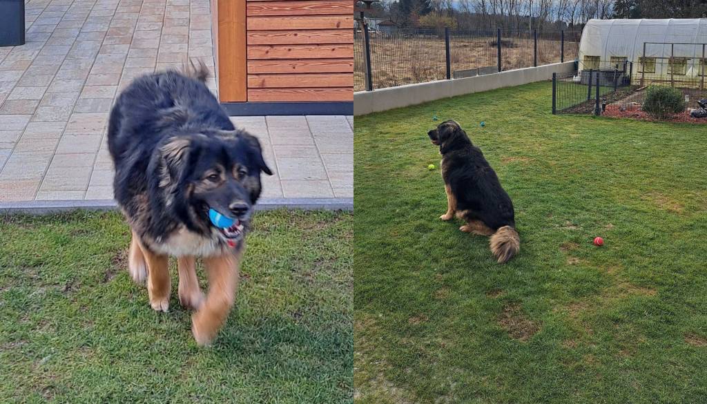 Srečen konec za psičko Gajo: 800 dni je gledala skozi rešetke, danes v daljave