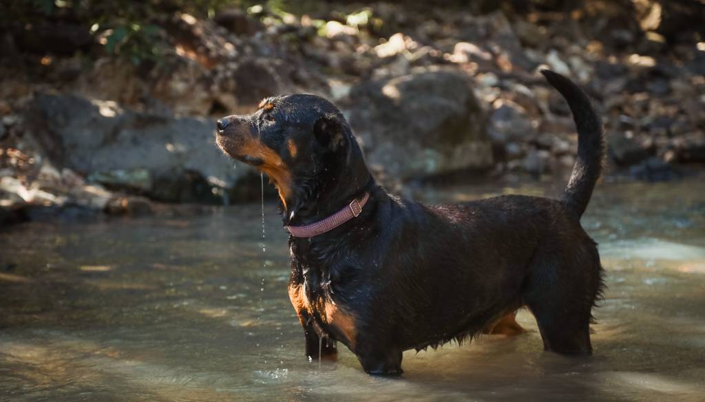 Nevarnost v gozdovih: Virusna grožnja, ki je za pse neozdravljiva