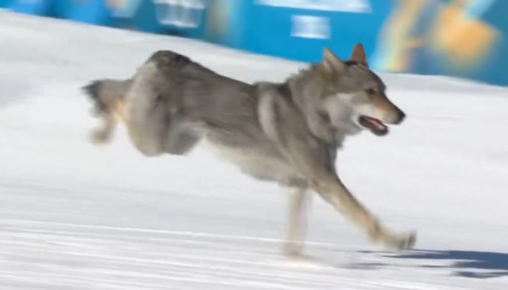 VIDEO: Kosmati vsiljivec presenetil tekmovalke na olimpijskih igrah