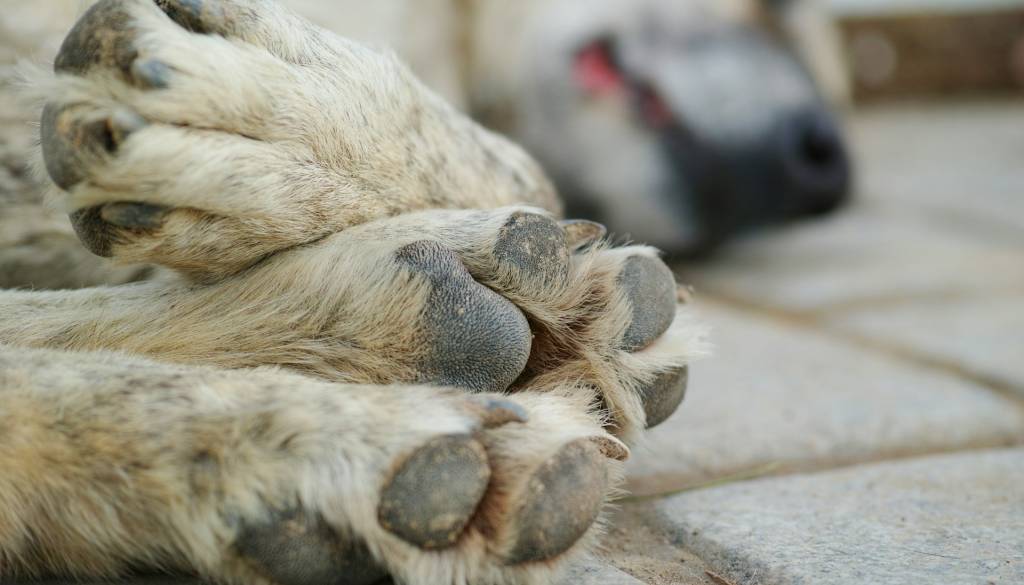 Pozor, lastniki psov: V Sloveniji potrjena bolezen, ki je za pse smrtonosna