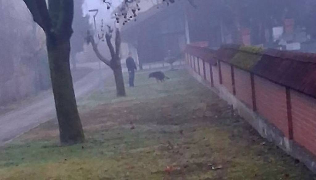 Park pred cerkvijo v Črnučah: Kaos zaradi pasjih iztrebkov in neodgovornih lastnikov