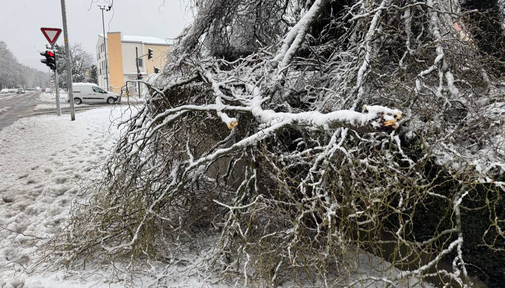 Nujno opozorilo mariborske občine: Ne zadržujte se v parkih in gozdovih, zaradi težkega snega grozi podiranje dreves