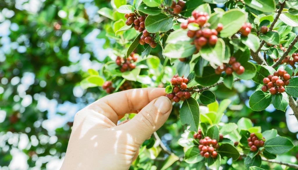 Globalno segrevanje draži kavo: Arabica še posebej na udaru