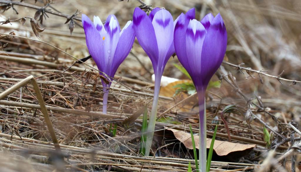 Še v petek izredno stanje, zdaj pa preobrat: Zadnji teden zime z veliko sonca nadpovprečno visokimi temperaturami