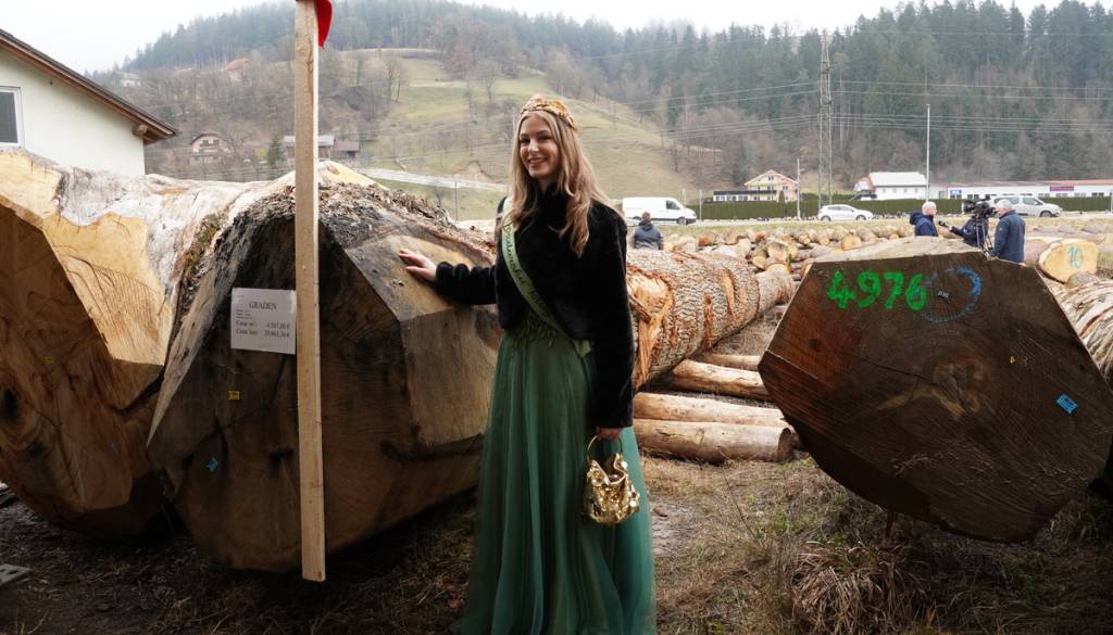 Kočevski hlod s 14 tisočaki med dražjimi, a poglejte, koliko so odšteli za hlod hrasta s Hrvaške