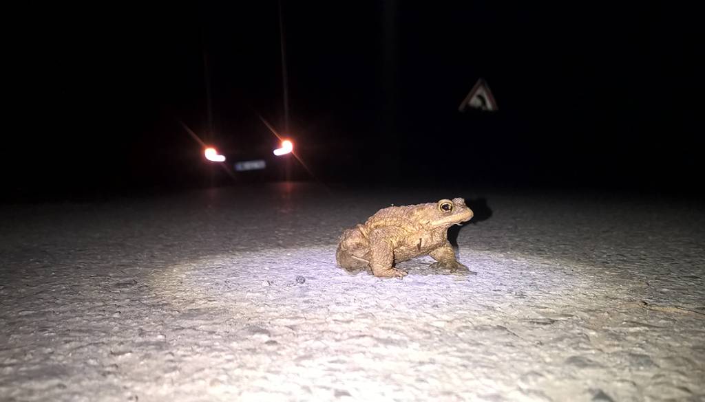 Prostovoljci stopajo na ceste, da preprečijo množične povoze