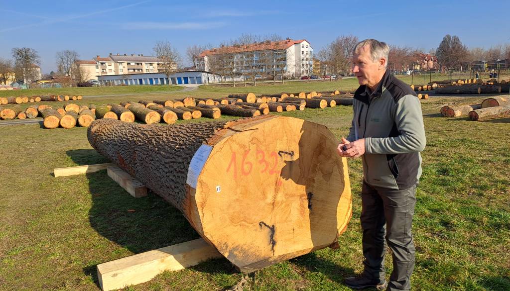 FOTO: Rekordi na dražbi lesa, Najdražji hlod prodali za skoraj 10.000 evrov