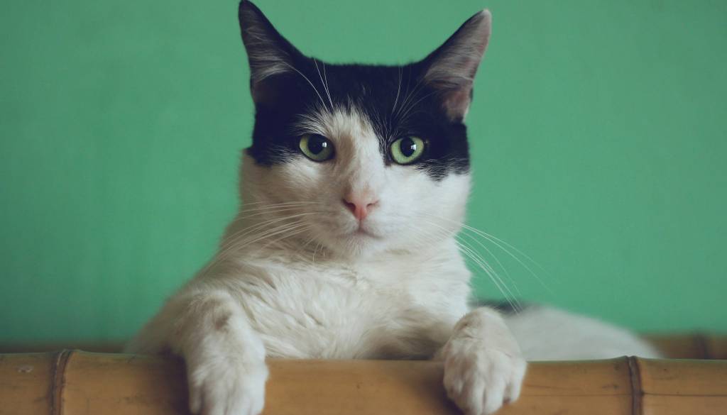 Mačka