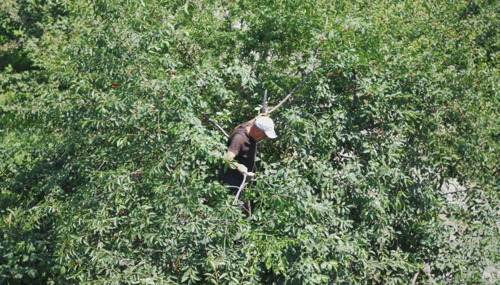 Kam z zelenim odrezom v Mariboru? Snaga ponuja tri enostavne rešitve