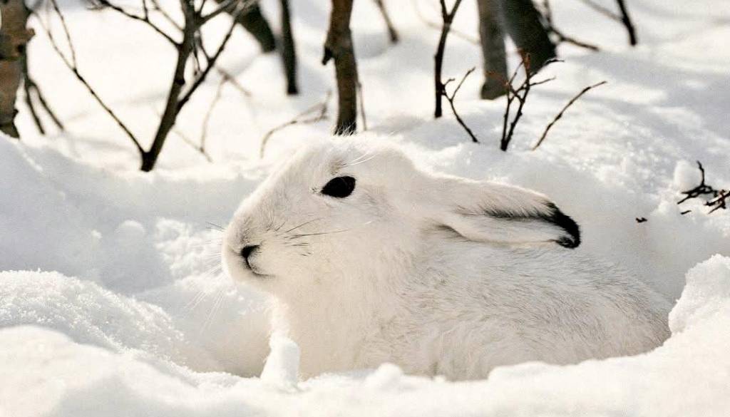 Iz snega pri Kranjski Gori pokukal beli zajček in raznežil splet