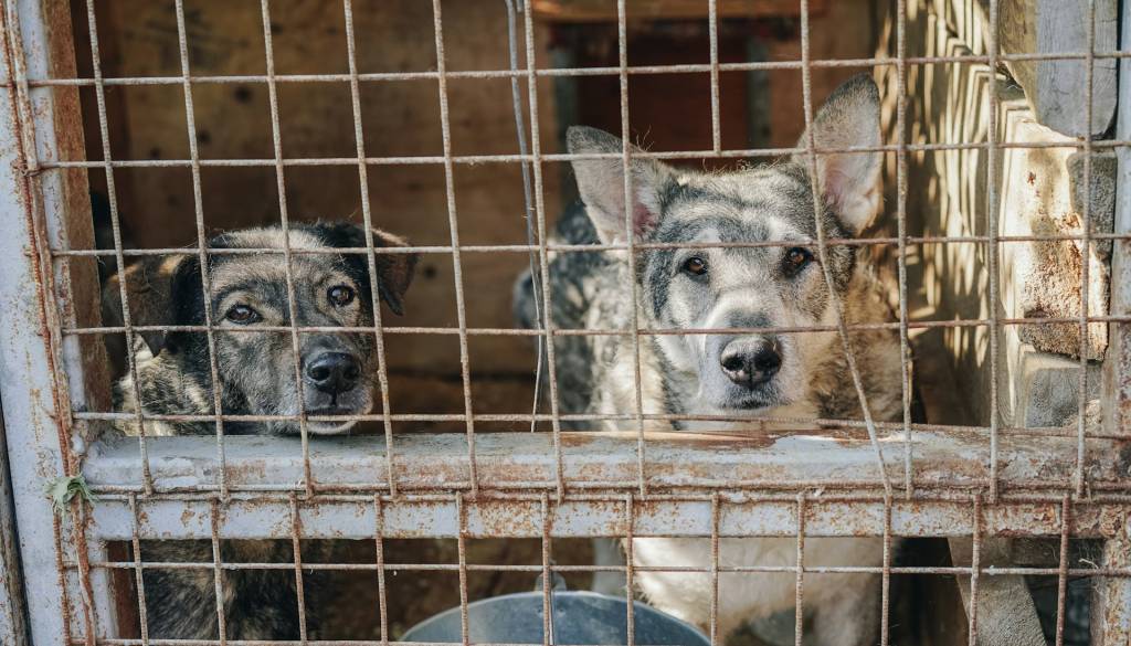To so najpogostejše zmote o zavetiških živalih