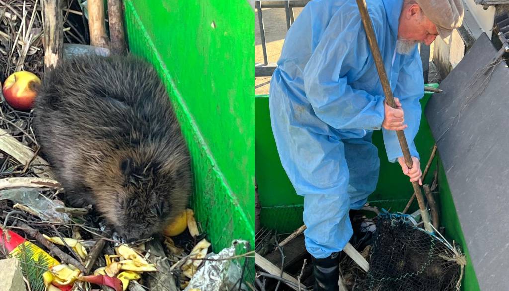 V Mariboru reševali bobra, ujetega v rešetke čistilne naprave