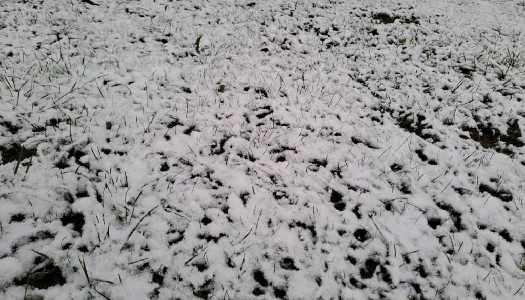 VIDEO: Medtem ko drugod dežuje, severozahod Slovenije prekriva sneg