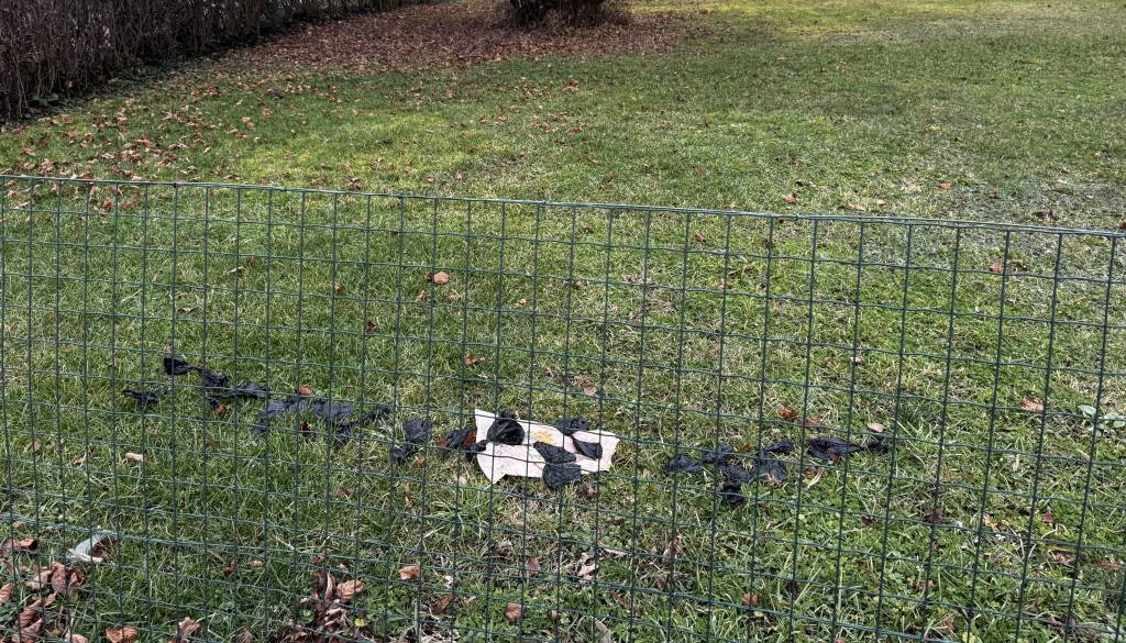 'Četica' pasjih iztrebkov v vrečkah tokrat kar na ograjenem zemljišču v Murski Soboti