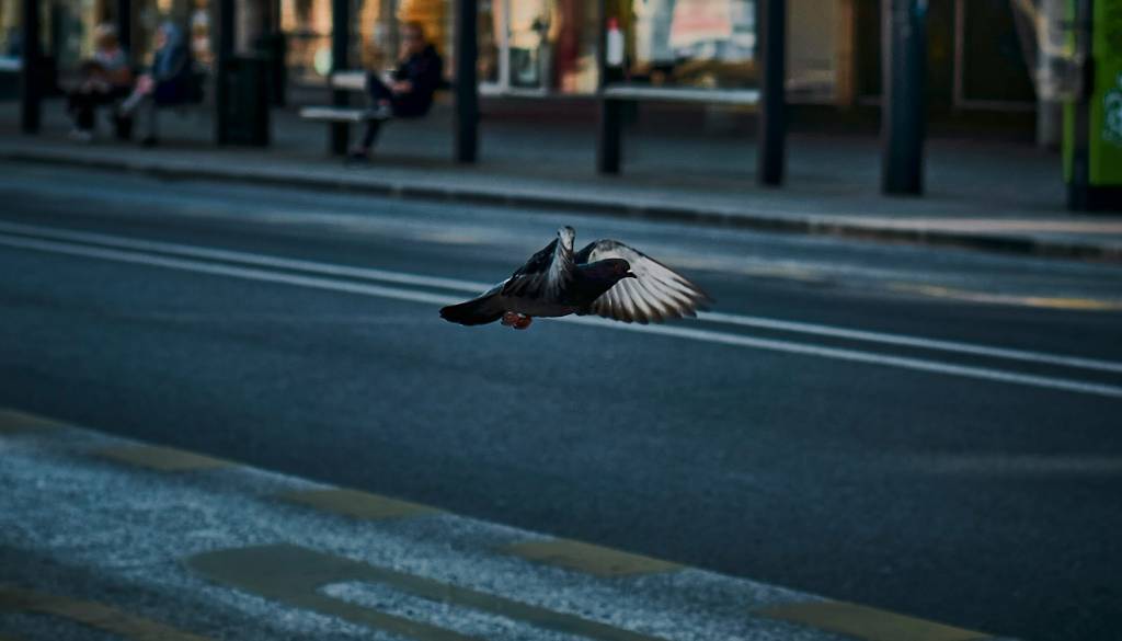 Golobi v Ljubljani vse večja težava. Bi lahko pomagali sokoli selci?