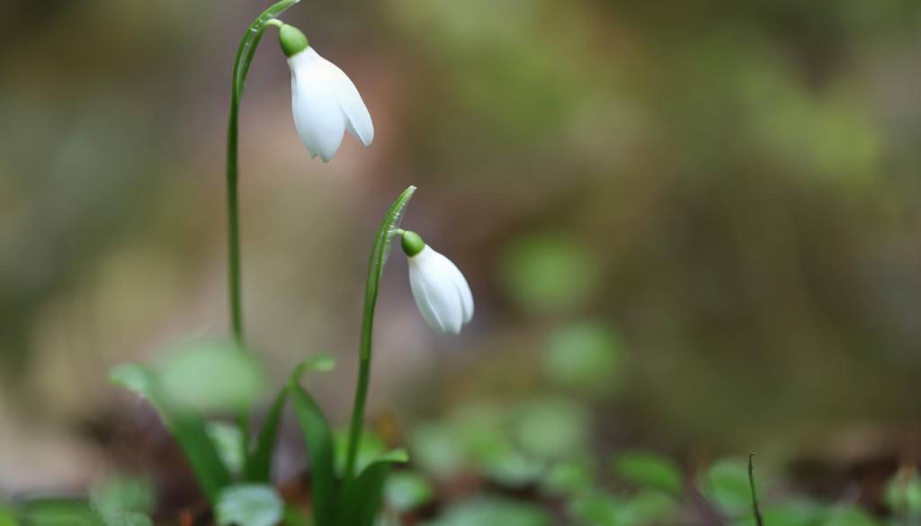 Oblačno in občasno deževno s temperaturami do 13 stopinj Celzija