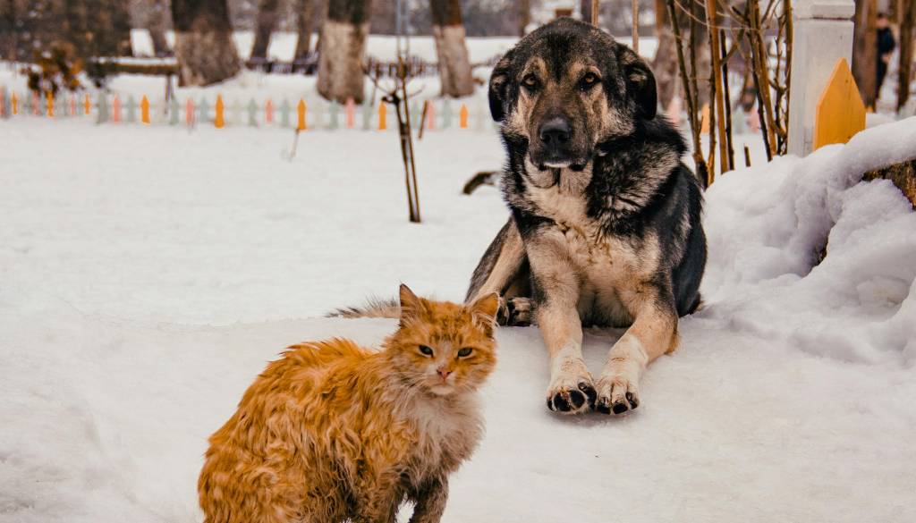 Kje je zavetišče: Gorenjska lokalna oblast že leta ignorira zapuščene živali