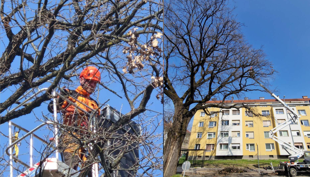 Skoraj 140 let star hrast dob deležen strokovnega obrezovanja