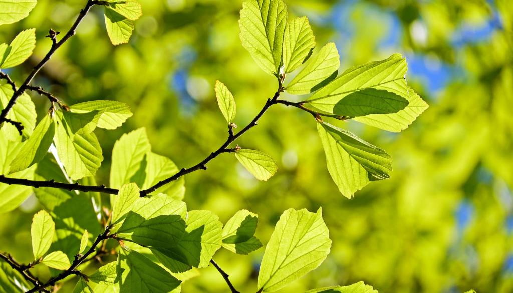 Pomurska občina omogočila odlaganje zelenega vrtnega odreza