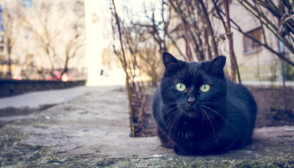 Petek, 13. - dan, ki ga mnogi povezujejo z nesrečo