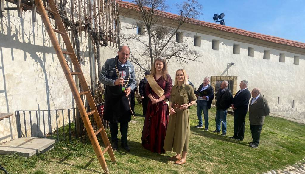 FOTO in VIDEO: Na Ptujskem gradu opravili rez potomke najstarejše trte na svetu, ki je v dobri kondiciji