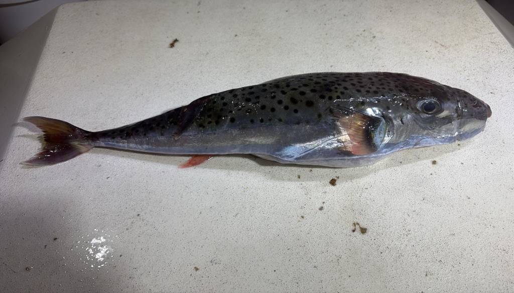 Šok pri sosedih: V Jadranu ujeli ribo, katere uživanje je lahko usodno