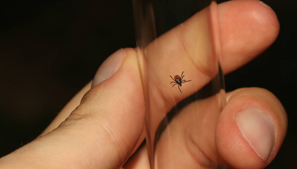 Skrita nevarnost v naravi: Konča se lahko z invalidnostjo ali celo smrtjo