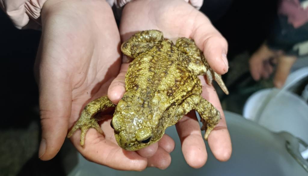 Kranjski prostovoljci, med njimi tudi otroci, na pomoč dvoživkam: Na varno pospremili kar 670 žabic