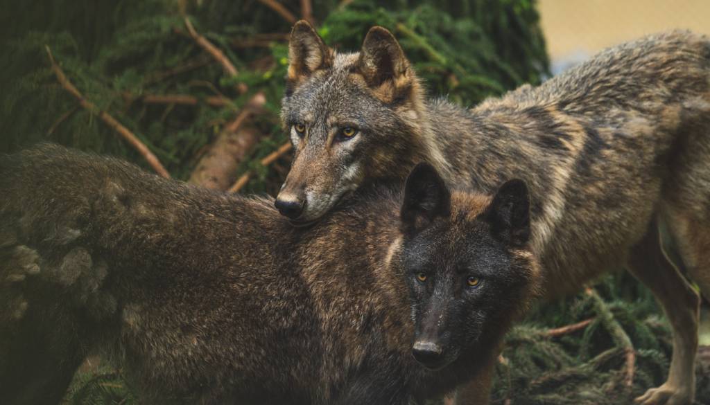 ZOO Ljubljana z novo investicijo, ograda za volkove do leta 2027