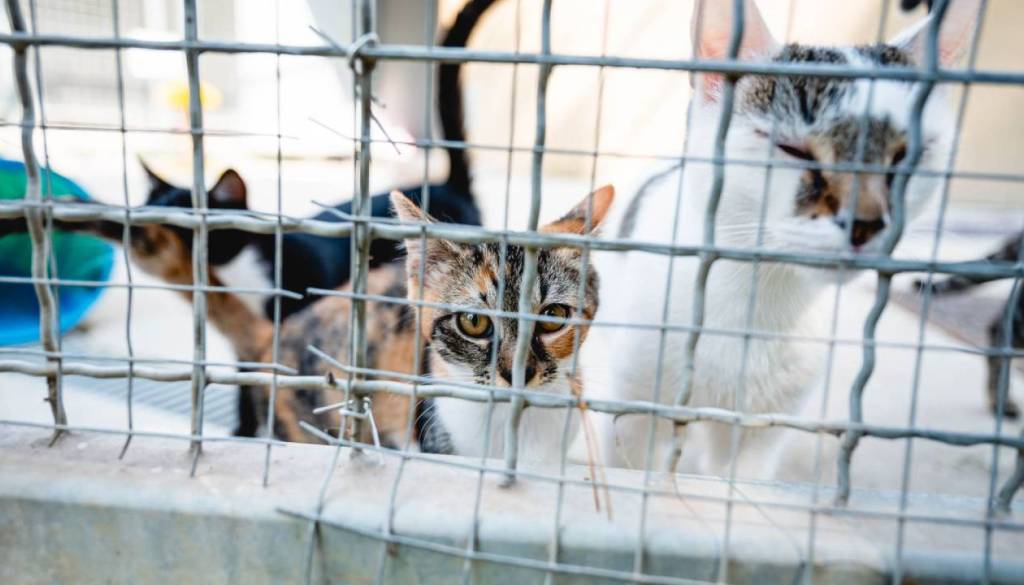 Skoraj deset tisoč mačk letno konča v zavetiščih, posvojitev ima številne prednosti