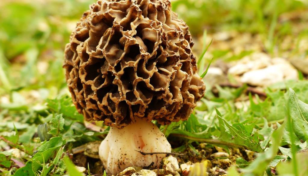 Sezona se je začela: Prve gobe že kukajo iz zemlje